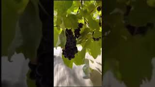 🍇СамоеНовое от МАКСИМА: У нас созрел виноград!🍇Ну посмотрите на эту красоту🍇А вкусный какой!🍇Вваахх!