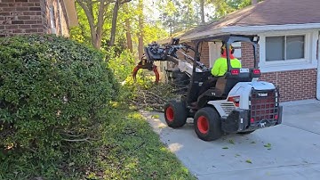 Matias Tree Service removing a tree threatening my neighbor