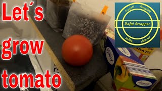 Mrs green thumb tomato challenge #mrsgreenthumbtomatochallenge