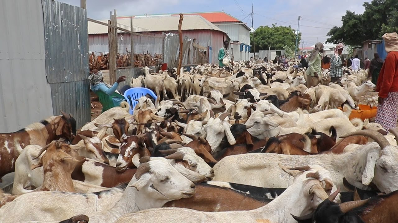 SUUQYADA ARIGA EE MUQDISHO OO LAGA DAREEMAYO U DIYAAR-GAROWGA CIIDA CARAFO