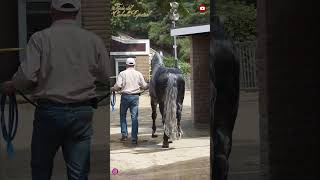 Lo que se espera este 11 de Julio. pt2 #iconlens #feriadelcaballoespañol #industry #fifa #caballos
