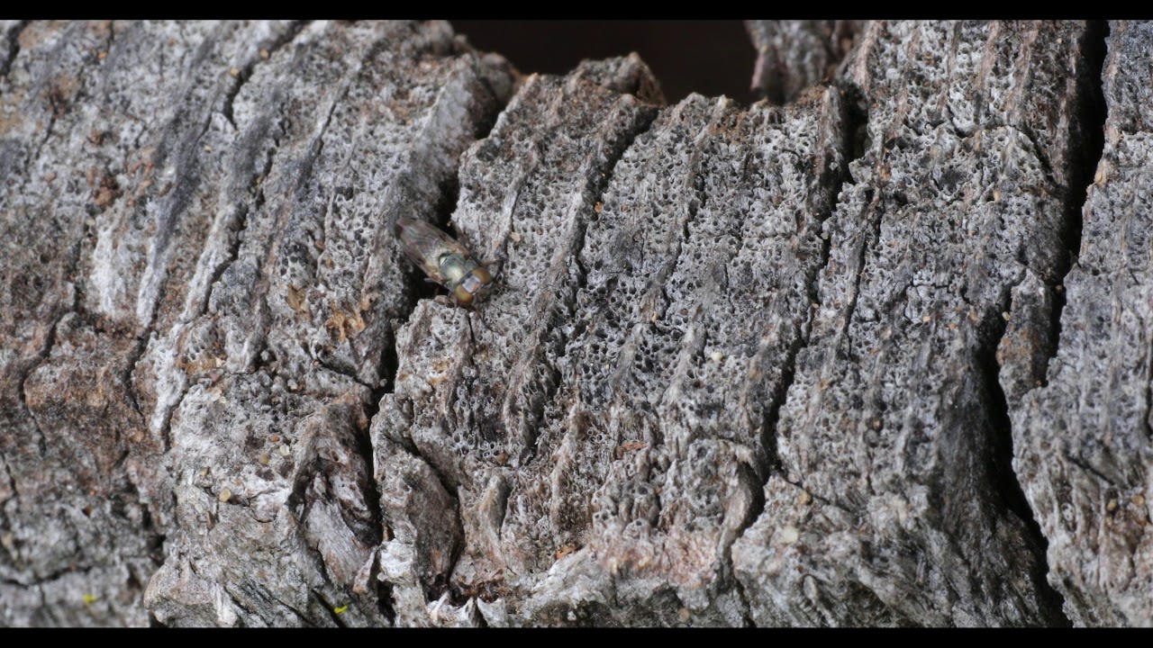 Picture-winged Fly - Euxesta notata