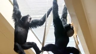 Siamang Gibbons howling and playing