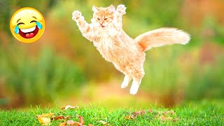 Funny Animals Video - Best Cats and Dogs Videos. Funny Animals Channel. Part 172 by Funny Animals Channel 454 views 1 year ago 10 minutes, 11 seconds