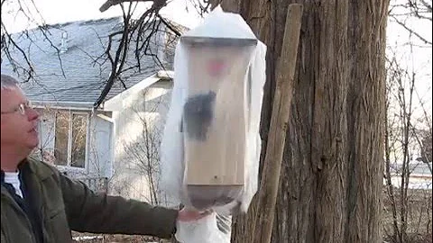 Removing a European Starling from a Nest Box Trap