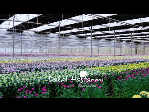 Dalat Hasfarm - Thương hiệu hoa tươi "Made in Vietnam"
