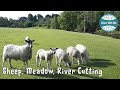 Sheep in meadow by River Wharfe, and limestone cutting