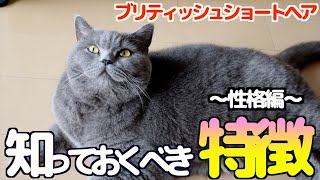 【ブリティッシュショートヘア】知っておくべき特徴〜せいかく編〜