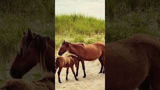 The Unique Sable Island In The Atlantic Ocean