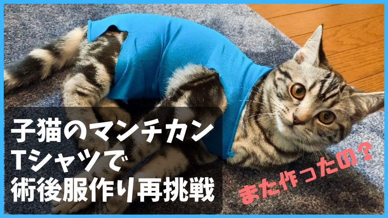Tシャツで子猫の術後服作りに再挑戦 長足マンチカンの つん Youtube