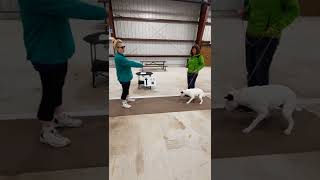 4H Dog Obedience Training WEEK 3 (VIDEO 1): Come