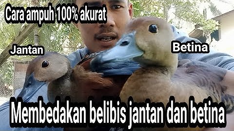 JANGAN ASAL PILIH || BEGINILAH PERBEDAAN BELIBIS JANTAN DAN BETINA