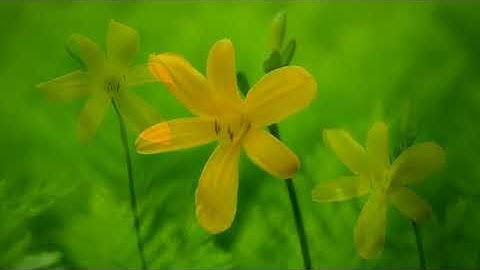 سورة يوسف بصوت القارئ خالد المهنا