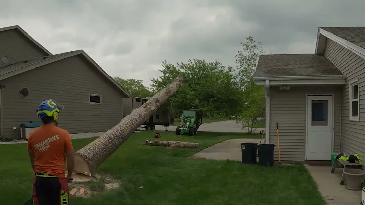 2021 Tree Felling Compilation