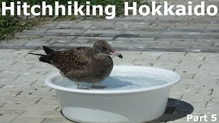 Eric Hitchhikes to Hokkaido | Part 5 - Hachinohe | Summer 2016