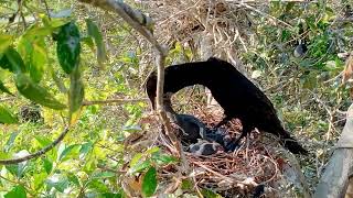 Cormorant take care baby small in nest #Channel TRCAM Birds You Welcome #please watch videos Animal#