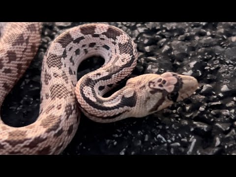 Summer heat is still on for snakes!