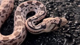 Summer heat is still on for snakes!