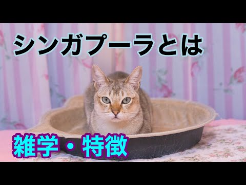 【猫】シンガプーラとは【雑学・特徴】Singapura