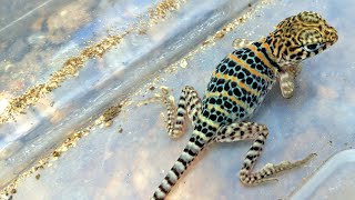 Hatching collared lizards and Italian wall lizards in my outdoor terraria