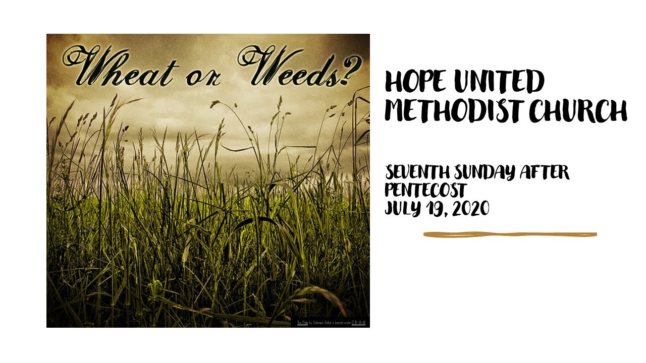  Wheat Or Weeds Matthew 13 24 30 36 43 YouTube