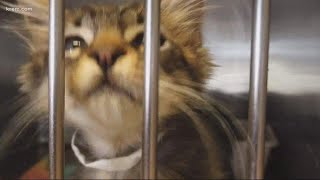 Spokane animal shelters seeing and influx of pets due to rising rents