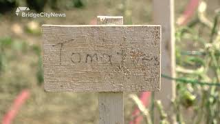 Barnwell Vegetable Garden Ravaged By Severe Storm - August 08, 2019 - Laurice Alexander