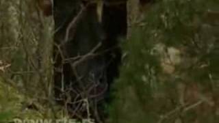 Монах и вук (Монах и волк) Монах и вук (Монах и волк)