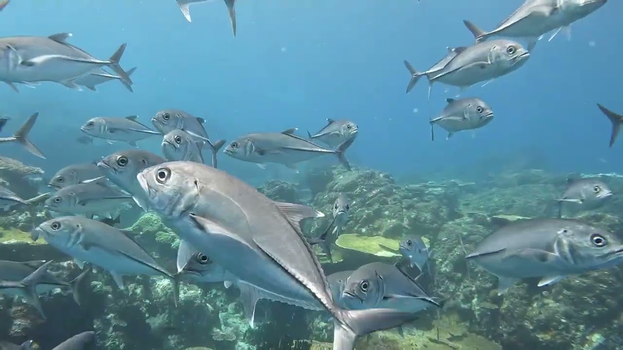 Alor and Komodo Indonesia July 2022 photos by Marcus Blake