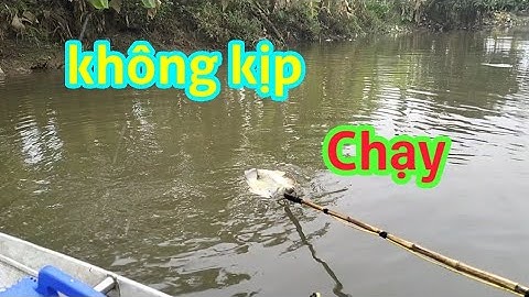 thực tế kích cá 16 fet chuyên thuyền 1 vợt bắt rô phi tổng hợp trên sông -HOTLINE 0362921480