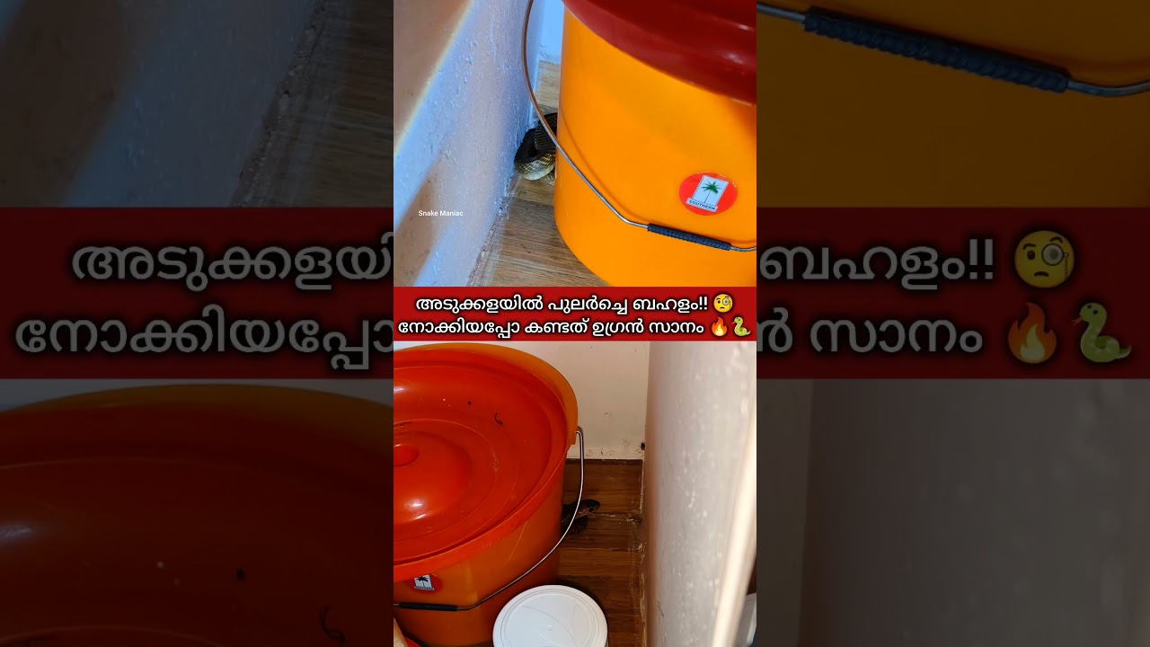 Dangerously Spotted In Kitchen 🥺🐍