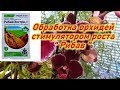 Обработка орхидеи стимулятором роста " Рибав".