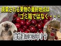 捨てられる果物が行く末は、ゴミ箱ではなく・・・動物園の動物達のお口の中!?