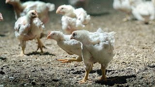 Avian Flu Outbreak: How do we Prevent the Next Pandemic?