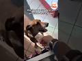 🐶 Perrito PAGA su SOBRE con un BILLETE 🐶💵