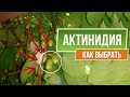 Как выбрать Актинидию ✿  Посадка и Уход