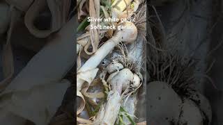 Garlic Harvest Massive Bulbs #gardening