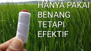 Pengusir Burung Pipit /Emprit/Perit Pada Padi Sawah Yang Efektif