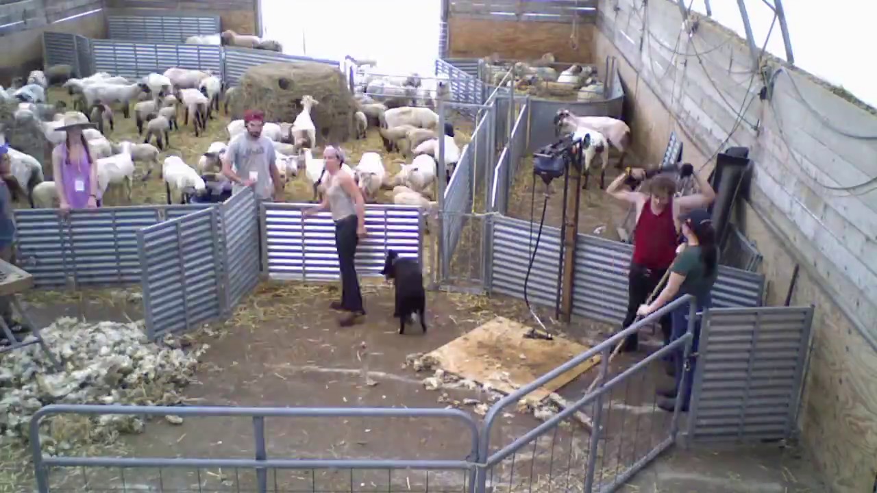 Sheep Shearing Festival 2017