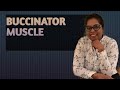 Buccinator muscle short essay question head and neck topics simplified mbbs dental nursing 