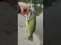 USA BASS TACKLE SPINNERBAIT