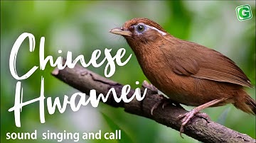 Chinese Hwamei Song Singing And Call Birds Chirping And Nature Sounds