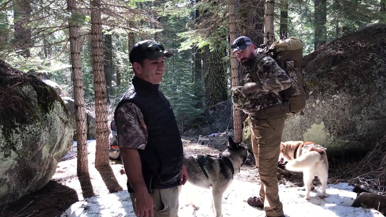 California Deer Scouting With Siberian Huskies