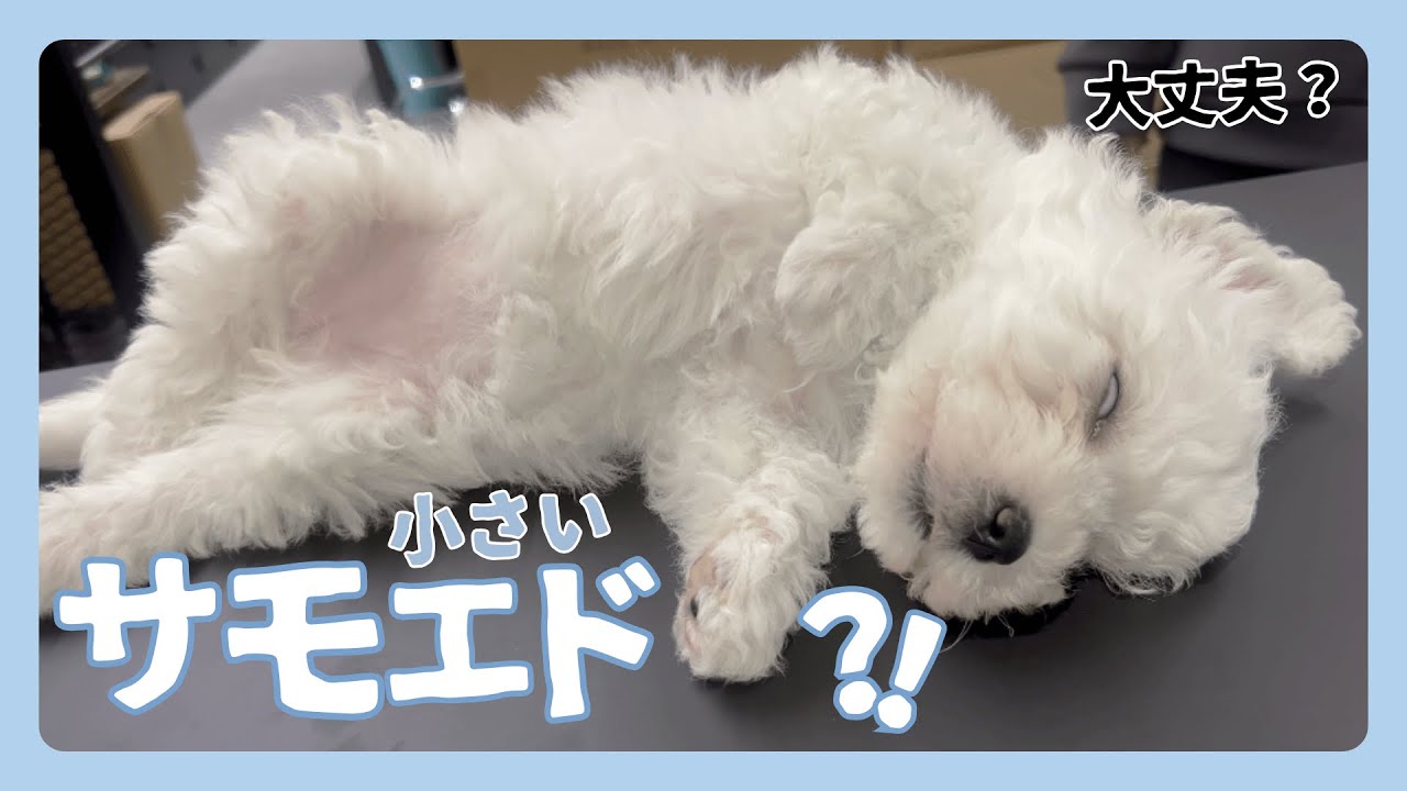 サモエドの赤ちゃん？これ大型犬？子犬のお迎え集！（ビションフリーゼも登場！）