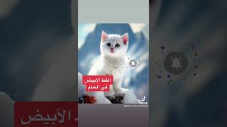 تفسير رؤية القطة البيضاء في الحلم