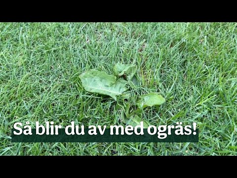 Video: Hur fungerar organiska ogräsmedel - Lär dig om effektiviteten hos organiska ogräsmedel