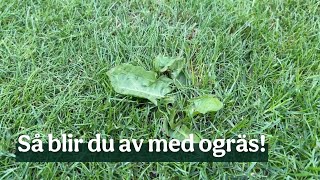 Få bort ogräset ur gräsmattan