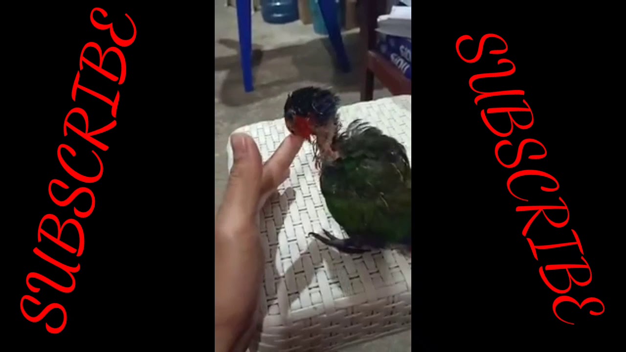 Burung Nuri Kecil Yang Imut Dan Lucu Tingkah Lakunya Menggemaskan 