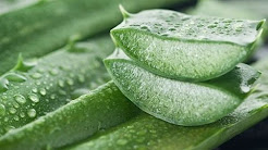 How to Get Rid of Hemorrhoids - Aloe Vera for Hemorrhoids