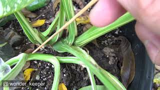 Internode Spacing Monstera deliciosa Vs borsigiana (large form,small form what are they ...)